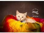 Adopt Ricardo a Domestic Shorthair / Mixed cat in Salt Lake City, UT (39058404)