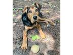 Adopt Ralphie a Shepherd (Unknown Type) / Mixed dog in Little Rock
