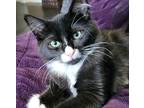 Adopt Furby a Domestic Mediumhair / Mixed (short coat) cat in Buford