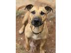 Adopt Andre a German Shepherd Dog / Mixed Breed (Medium) / Mixed dog in Duncan