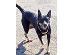 Adopt Sunshine a Black - with Tan, Yellow or Fawn Shepherd (Unknown Type) /