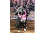 Adopt Sally a Gray/Blue/Silver/Salt & Pepper Pit Bull Terrier / Mixed dog in