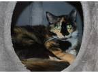 Adopt Catlyn / Catmare a Domestic Mediumhair / Mixed cat in Youngtown