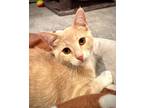 Adopt (ca) Martha (pending) a Domestic Shorthair / Mixed (short coat) cat in