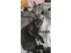 Adopt Kevin a Domestic Shorthair / Mixed (short coat) cat in Hoover