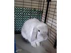 Adopt Yetti a Lop, Holland rabbit in Mattawan, MI (39058353)
