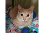 Adopt Kestrel a Tan or Fawn Tabby Domestic Shorthair / Mixed cat in Pittsburgh