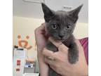 Adopt Wiley - ATL a Gray or Blue Domestic Shorthair / Mixed cat in New York