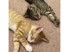Adopt Gregor & Giovanni a Domestic Shorthair / Mixed cat in Potomac