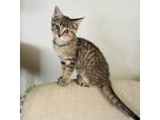 Adopt Sassy a Domestic Shorthair / Mixed cat in Greenfield, IN (39003813)
