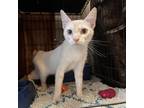 Adopt Lacrosse a White (Mostly) Domestic Shorthair / Mixed cat in Stephenville