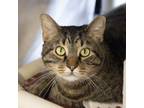 Adopt Shirley -- Bonded Buddy With Laverne a Domestic Shorthair / Mixed cat in