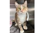 Adopt Mocha a Domestic Shorthair / Mixed (short coat) cat in Penticton