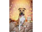 Adopt Strype a Staffordshire Bull Terrier / Mixed dog in Penticton