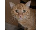 Adopt Meowdy Bonded Buddy With Howdy a Domestic Shorthair / Mixed cat in Des