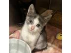 Adopt Jager a Domestic Shorthair / Mixed cat in Hamilton, GA (39058133)