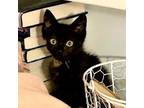 Adopt Racquel a Domestic Mediumhair / Mixed cat in Pleasant Hill, CA (38930738)