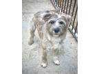 Adopt Benji a Terrier (Unknown Type, Medium) / Mixed dog in Santa Clarita