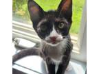 Adopt Sloan a Domestic Shorthair / Mixed cat in Rocky Mount, VA (39036801)