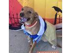 Adopt Savanah (Nala) a Mixed Breed (Medium) / Mixed dog in Milton, FL (39058092)