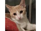 Adopt Audrey a Orange or Red Domestic Mediumhair / Mixed cat in Las Vegas