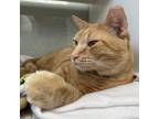 Adopt Rusty a Orange or Red Domestic Shorthair / Mixed cat in Jupiter