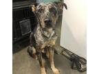 Adopt Oxford a Gray/Silver/Salt & Pepper - with Black Blue Heeler / Mixed dog in