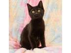 Adopt Reebok a All Black Domestic Shorthair / Mixed cat in Idaho Falls