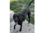 Adopt Max a Labrador Retriever / Mixed dog in Sioux City, IA (39011949)