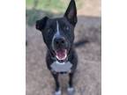 Adopt Holmes a Pit Bull Terrier / Mixed Breed (Large) / Mixed dog in Santa Rosa
