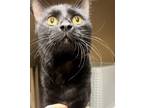 Adopt Hades a Domestic Shorthair / Mixed cat in Spokane Valley, WA (39057912)