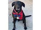Adopt Maka a Labrador Retriever / Pit Bull Terrier / Mixed dog in Novato