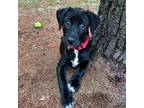 Adopt Marie a Black Mixed Breed (Medium) / Mixed dog in West Olive