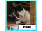 Adopt Dimitri a White Domestic Shorthair / Mixed cat in Suisun, CA (39057823)