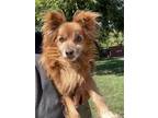 Adopt WEST a Red/Golden/Orange/Chestnut Pomeranian / Mixed dog in Chico