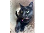 Adopt Thea a All Black Domestic Mediumhair / Mixed cat in Battle Ground