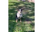 Adopt Ruby a Gray/Blue/Silver/Salt & Pepper Cattle Dog / Mixed dog in