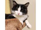 Adopt Oreo bonded with Cheeto a All Black Domestic Shorthair / Mixed cat in
