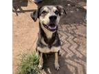 Adopt Kara a Tan/Yellow/Fawn Hound (Unknown Type) / Mixed dog in Sand Springs