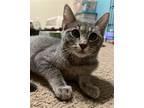 Adopt Chocolate Lava Cakes a Gray, Blue or Silver Tabby Domestic Shorthair /