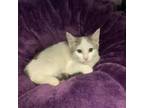 Adopt Blanca Nieves a Gray or Blue Domestic Shorthair / Mixed cat in Los