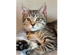 Adopt Amelia a Domestic Shorthair / Mixed (short coat) cat in Corpus Christi