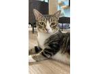 Adopt Kyanite Gemstone a Gray, Blue or Silver Tabby Domestic Shorthair / Mixed