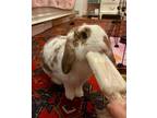 Adopt Butter a Other/Unknown / Mixed rabbit in New York, NY (38959435)