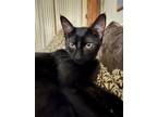 Adopt Pinky a All Black Domestic Shorthair / Mixed (short coat) cat in St.