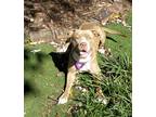Adopt Queen a American Staffordshire Terrier / Mixed dog in Raleigh