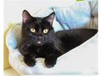 Adopt Hardy a Black (Mostly) Domestic Shorthair / Mixed (short coat) cat in