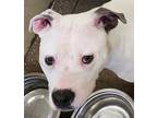 Adopt Fergie a Pit Bull Terrier / Mixed dog in Lexington, KY (39003932)