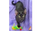 Adopt Vincent a Domestic Shorthair / Mixed cat in Roanoke, VA (38951518)