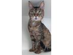 Adopt Gizmo Adams a Brown Tabby Polydactyl/Hemingway / Mixed (short coat) cat in